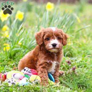 Mickey, Cavapoo Puppy